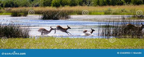 Lechwe running stock image. Image of africa, lechwe, buck - 23428903