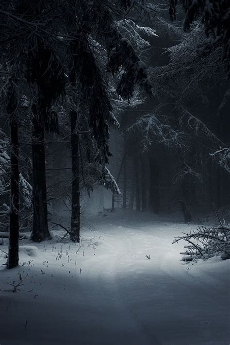 🔥 [20+] Black Forest Winter Wallpapers | WallpaperSafari