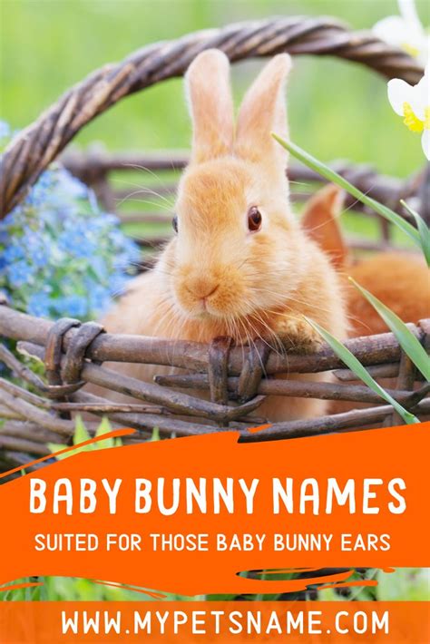 "With a sweet and playful temperament, bunnies make brilliant pets for ...