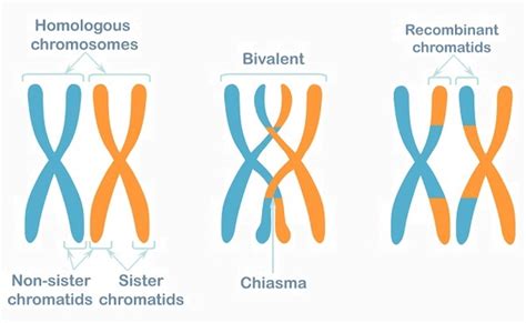 Prophase II | Biology Dictionary