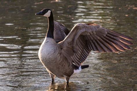 Best Goose Deterrent Products - How I Get Rid Of