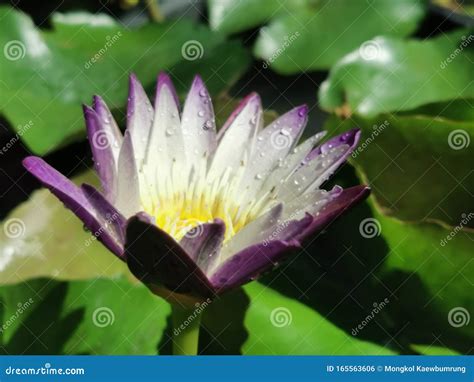 Purple Lotus Flowers with Water Drops Stock Photo - Image of flowers, lotus: 165563606