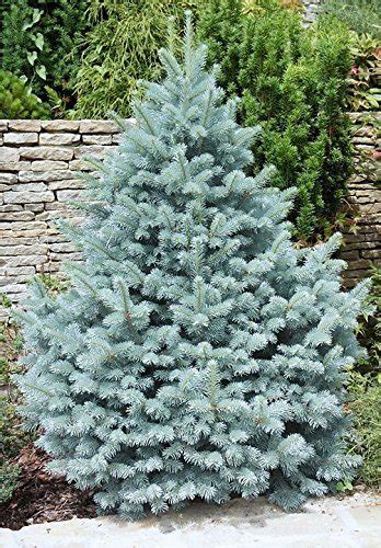 Blue Spruce Facts, distribution,Uses, and Pictures