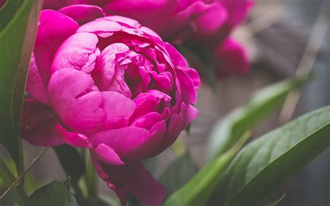 Wallpaper Pink peony flower macro photography 1920x1200 HD Picture, Image