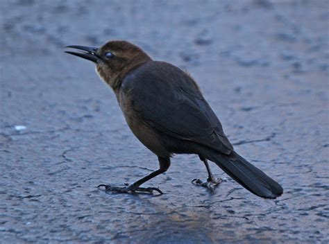 Pictures and information on Boat-tailed Grackle