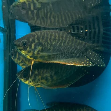 2 pack of 3 spot gourami for sale | Exotic Fish Shop | 774-400-4598