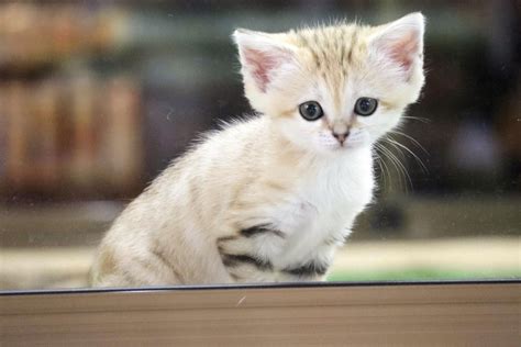 Baby sand cat to make public debut at eastern Japan zoo on Saturday