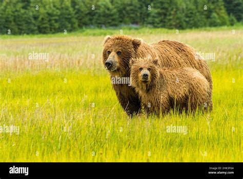 USA, Alaska, Grizzly Bear with Cub Stock Photo - Alamy