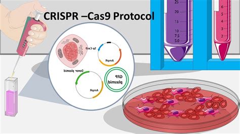 CRISPR Cas9 : How CRISPR can be performed in the lab ? - YouTube