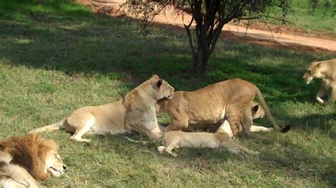 Lions - Lion Park, Johannesburg, South Africa - YouTube