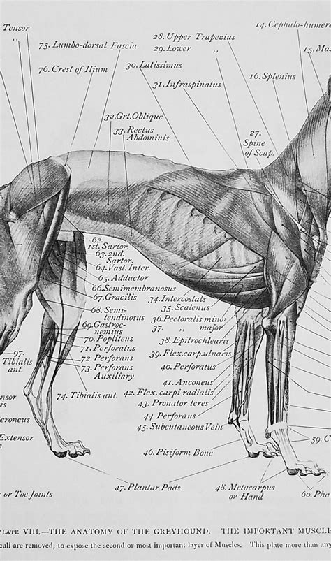 Art Anatomy of Animals 1894 to 1896 Biography | ET Seton Legacy Project