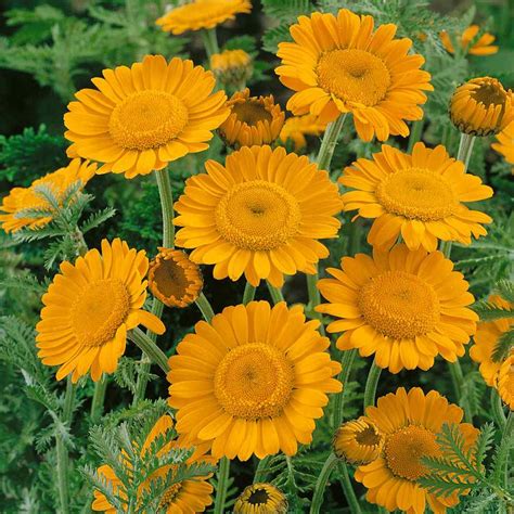 Marguerite Daisy Seeds - Anthemis Sancti-Johannis Flower Seeds | Herb seeds, Flower garden ...