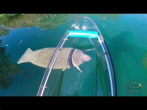 Virtual Adventure: Kayak with Manatees | The LA Beat