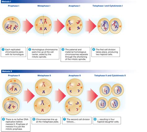 Stages Of Meiosis 2