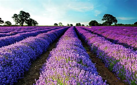 HD wallpaper: lavender, field, purple flowers, landscape, garden, plant, flowering plant ...
