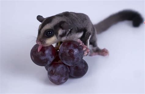 What Fruits Can Sugar Gliders Eat - PETLOQ