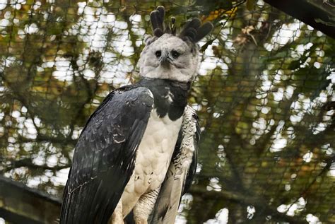 African Crowned Eagle vs. Harpy Eagle: How Do They Measure Up?