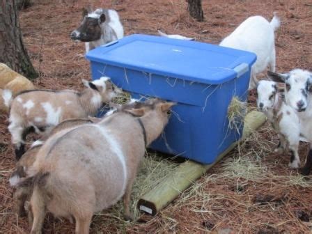 several goats eating hay from a blue container