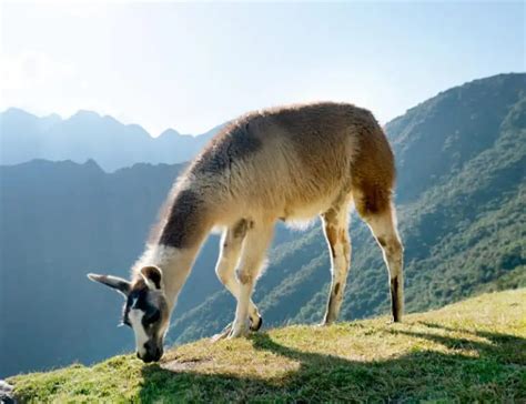 15 Surprising Llama Facts About These Gentle Creatures