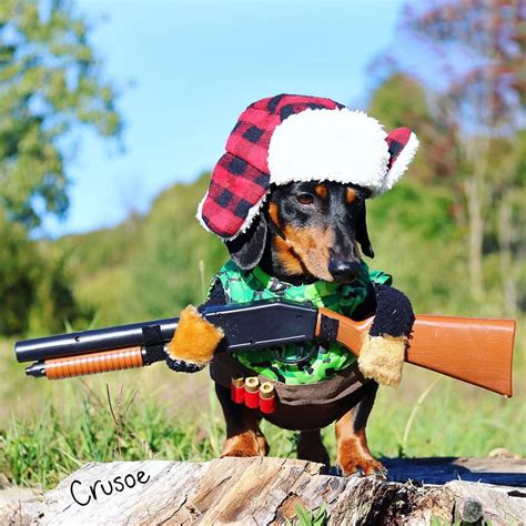 Crusoe the celebrity dachshund | Dog costumes, Weiner dog humor, Dog ...