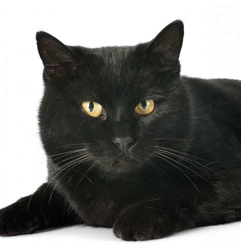 Black Cat Breeds - Which Ones Make The Best Pets?
