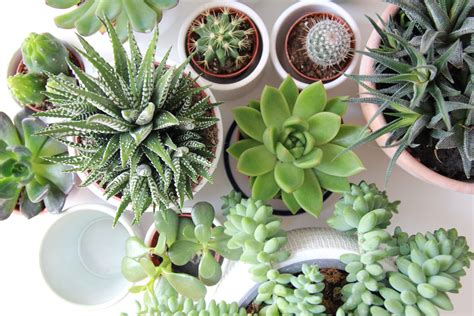 18 Cute Succulent Pots That Nobody Can Resist - Relaxing Decor