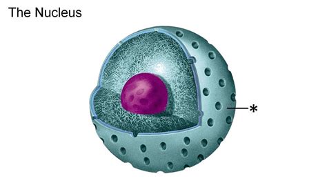 Nuclear Envelope - The Eukaryotic Cell