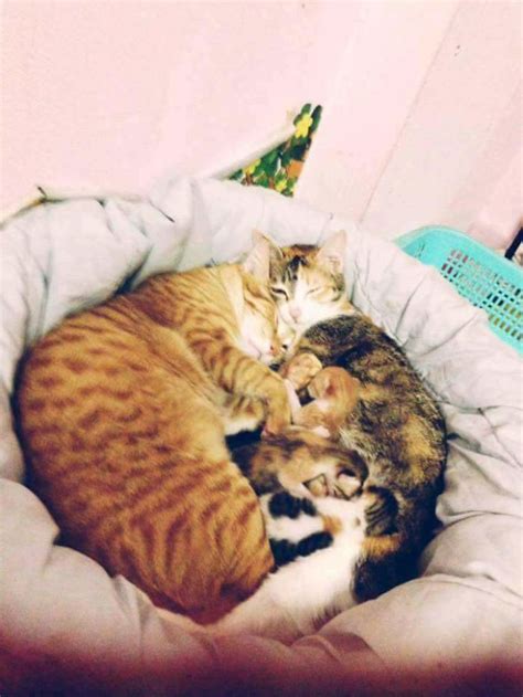 Vietnamese Cat Runs For "Father of the Year" Award With This Lesson On Parenthood And Everyone ...