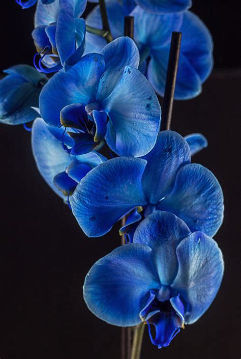 Wallpaper Beautiful Orchid Flowers Pictures - Download Free Mock-up