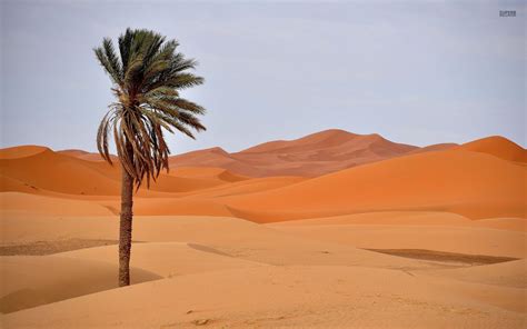 desert palm - Google Search | Deserts, Palm, Positivity