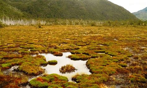 Introduction to the hydrogeomorphic mire types – Turberas de Chile