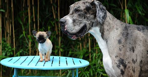 Great Dane in running for 'world's tallest dog' title meets UK's ...