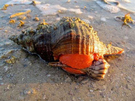 Horse Conch eating a Lightning Whelk | This Horse Conch is a… | Flickr