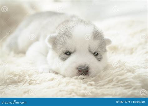 Siberian Husky Puppy Sleeping Stock Photo - Image: 42319774