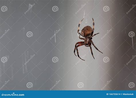 Brown Spider on the web. stock photo. Image of popular - 166755614