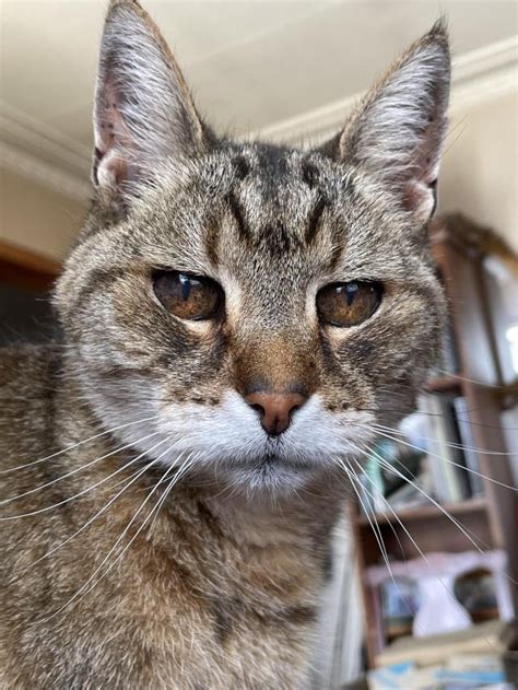 on Tumblr: This is my Dad’s cat, Moosh. He’s 13 and a lovely old boy with lovely brown eyes ...