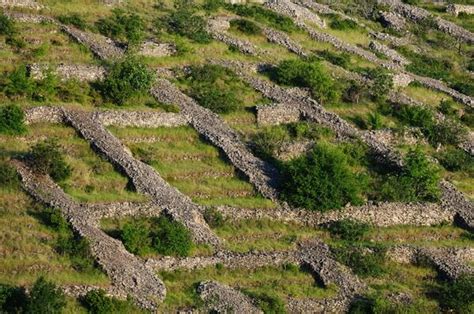 Lavender Fields Hvar photo spot, Brusje