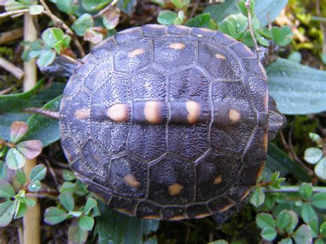 Blue Jay Barrens: Baby Box Turtle