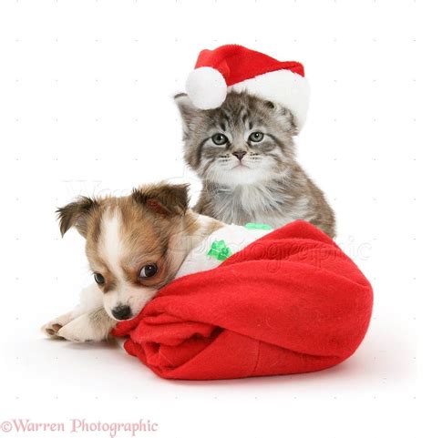 Christmas Puppy And Kitten Pictures : Christmas Puppy And Kitten Stock Photo Download Image Now ...