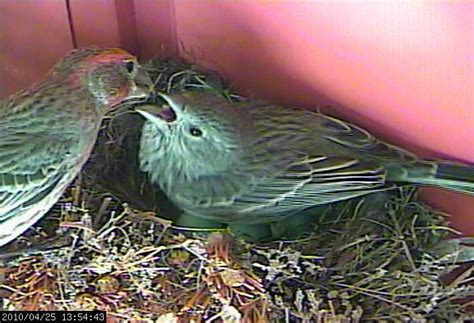 House Finches Nest again in 2010 - LIVE WEBCAM