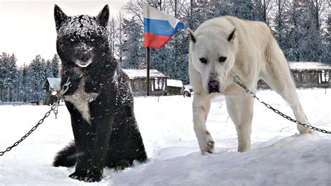 Russian Fighting Dog Breeds - lema