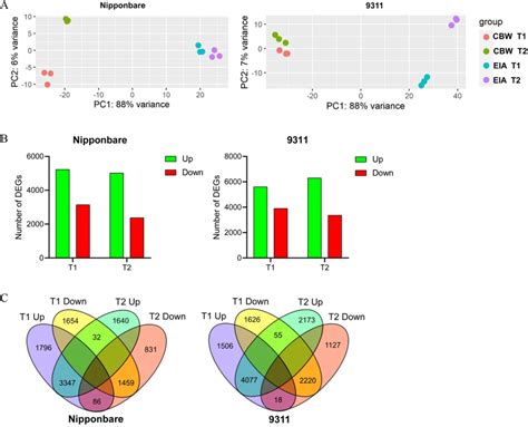 Overview of RNA-seq in coleorhiza hair development of japonica and... | Download Scientific Diagram