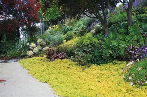 Lysimachia nummularia aurea ground cover Hardy Perennials, Herbaceous Perennials, Flowers ...