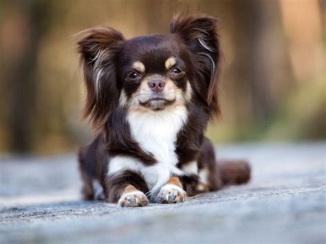 Chihuahua With Hair Order Sales, Save 47% | jlcatj.gob.mx