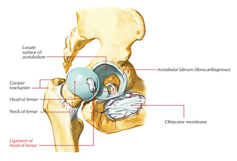 Easy Notes On 【Hip Joint】Learn in Just 4 Minutes!