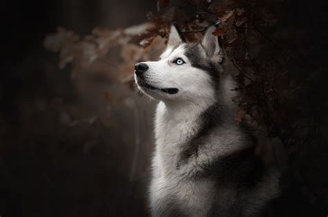 2560x1700 Siberian Husky Dog Breed Chromebook Pixel ,HD 4k Wallpapers,Images,Backgrounds,Photos ...