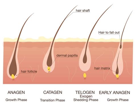 How to deal with hair loss in COVID-19 times - Haielle