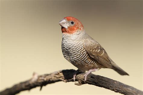 Red-headed Finch Facts, Care as Pets, Pictures