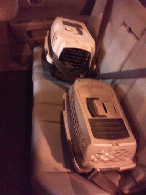 safety - What is the safest position for a pet carrier in a car? - Pets Stack Exchange
