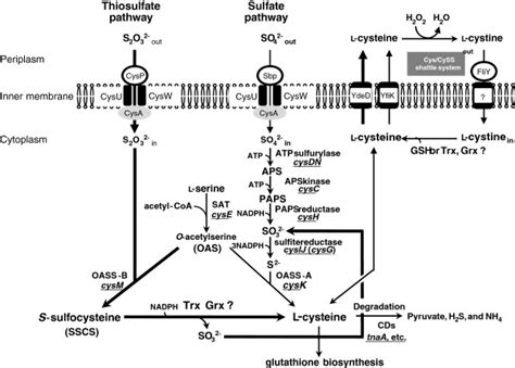 Sulfur assimilation and L-cysteine synthetic pathway in Escherichia ...